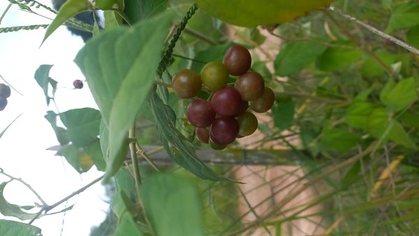 Identificação da planta Sem nome popular por foto