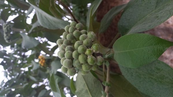 Identificação da planta Fumo-bravo por foto