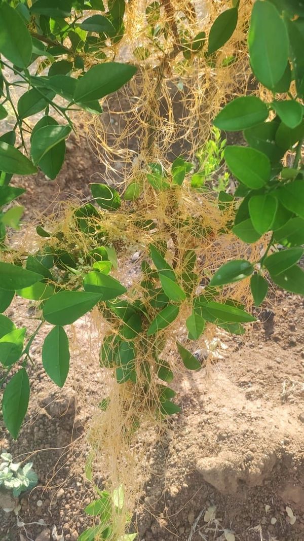 Identificação da planta Mexerica por foto