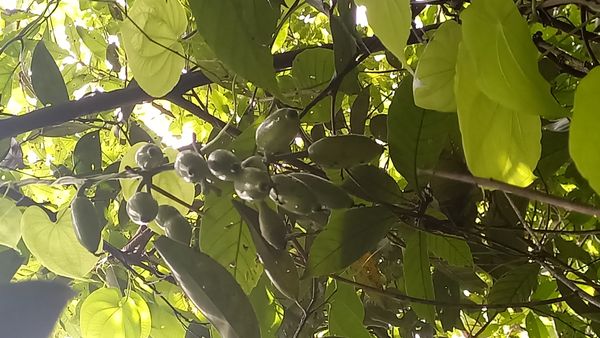 Identificação da planta mucunã por foto