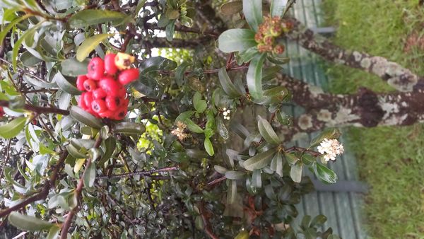 Identificação da planta Piracanta por foto