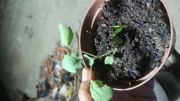 Identificação da planta Nabo-bravo por foto
