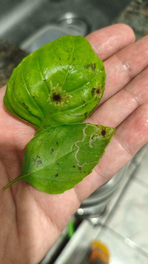 Identificação da planta Manjericão por foto