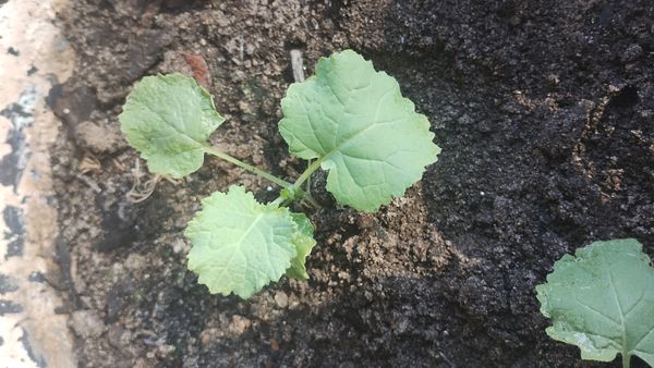 Identificação da planta Brócolis por foto
