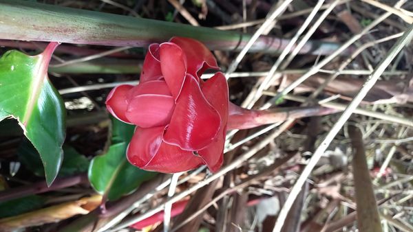 Identificação da planta Bastão-do-imperador por foto