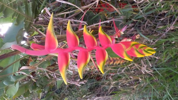 Identificação da planta Bananeira-de-jardim por foto