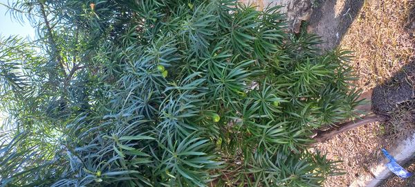 Identificação da planta Chapéu-de-napoleão por foto