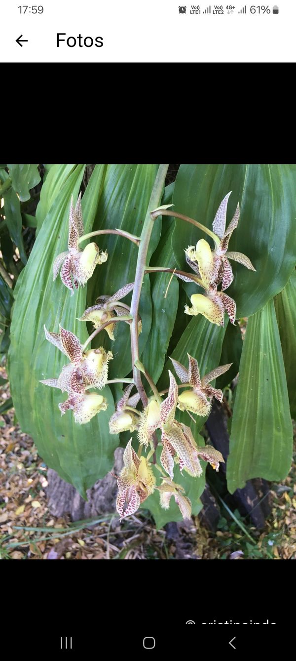 Identificação da planta Orquídea Cola-de-sapateiro por foto