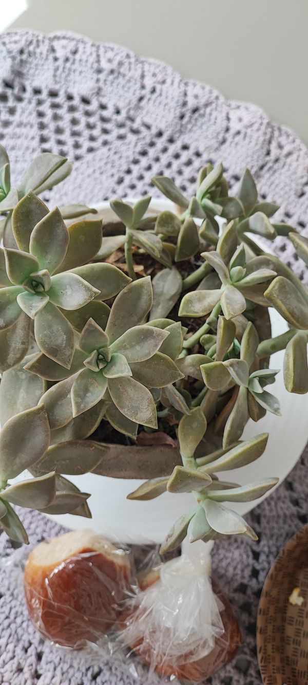 Identificação da planta Planta fantasma por foto