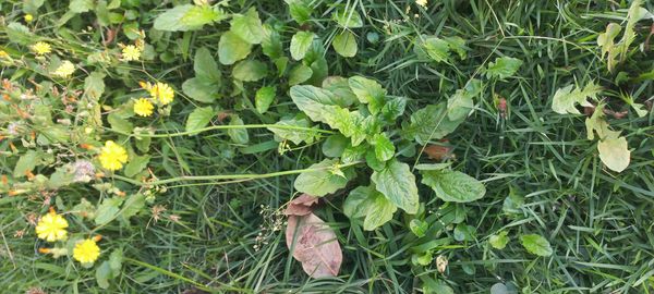 Identificação da planta Crepe do Japão por foto