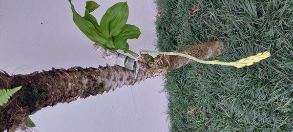 Identificação da planta Orquídea-cara-de-macaco por foto