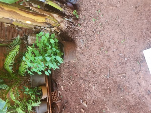 Identificação da planta Manjericão por foto
