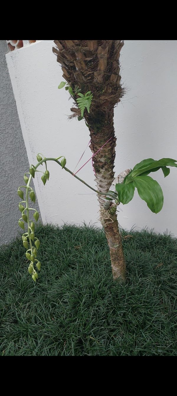 Identificação da planta Orquídea-cara-de-macaco por foto