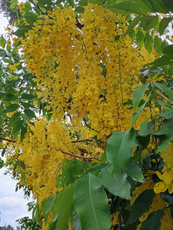 Identificação da planta Chuva-de-ouro por foto