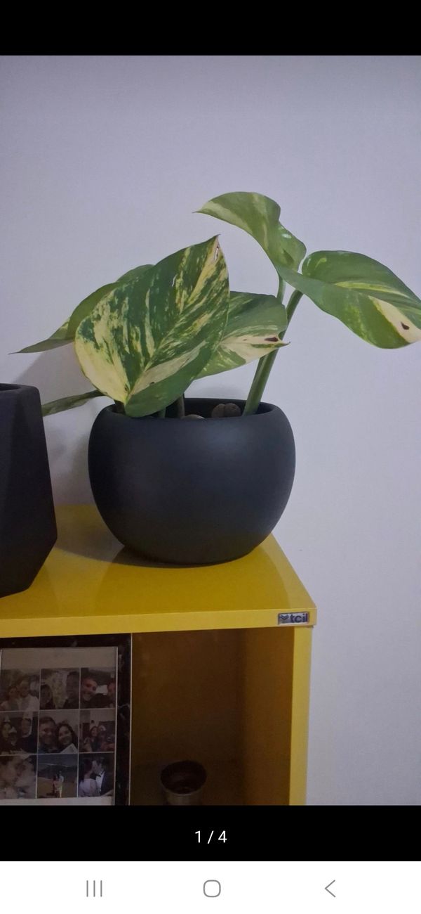 Identificação da planta Jiboia por foto