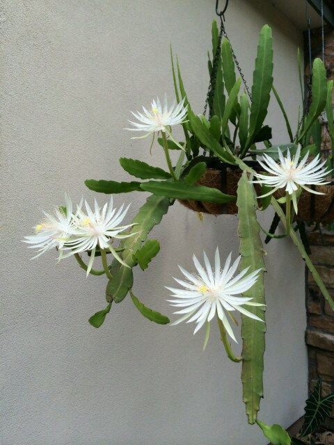 Identificação da planta Cacto-orquídea por foto