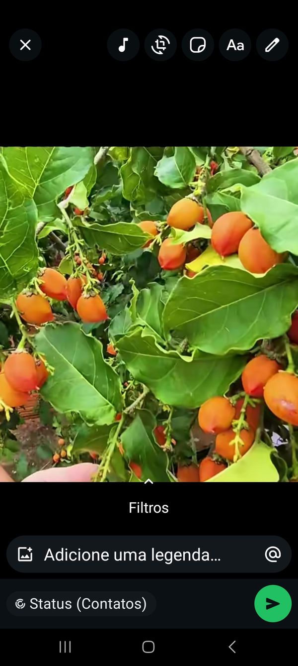 Identificação da planta Ameixa-do-Peru por foto