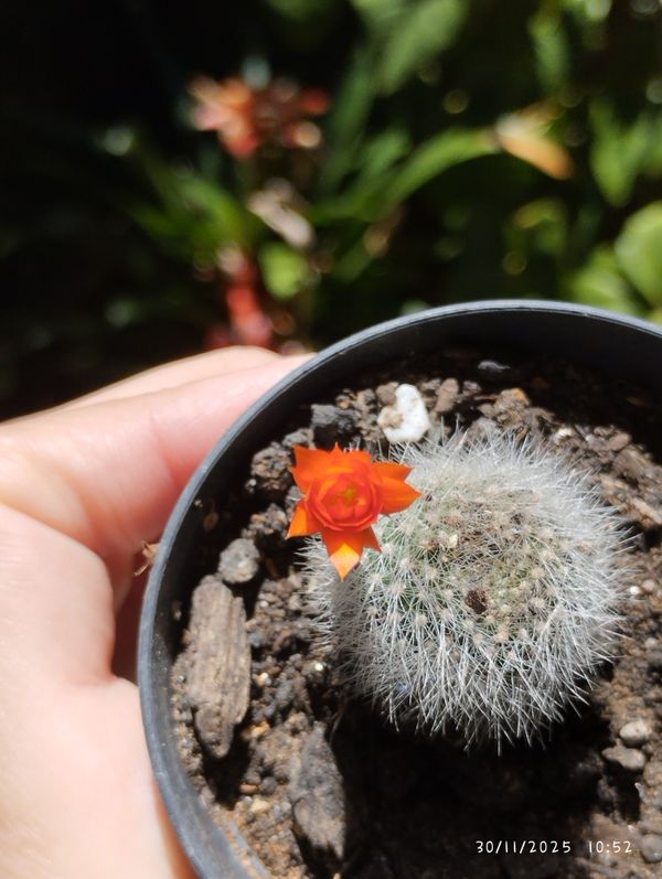Identificação da planta Parodia por foto