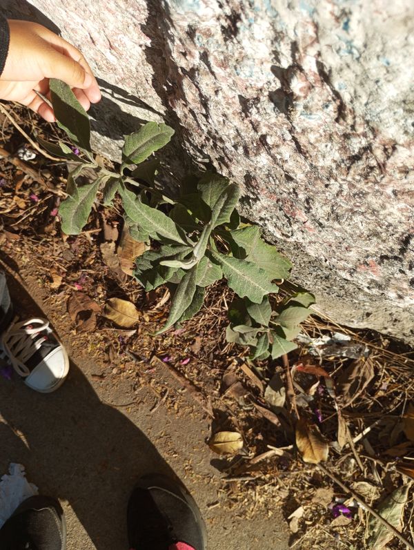 Identificação da planta Sálvia-das-Canárias por foto