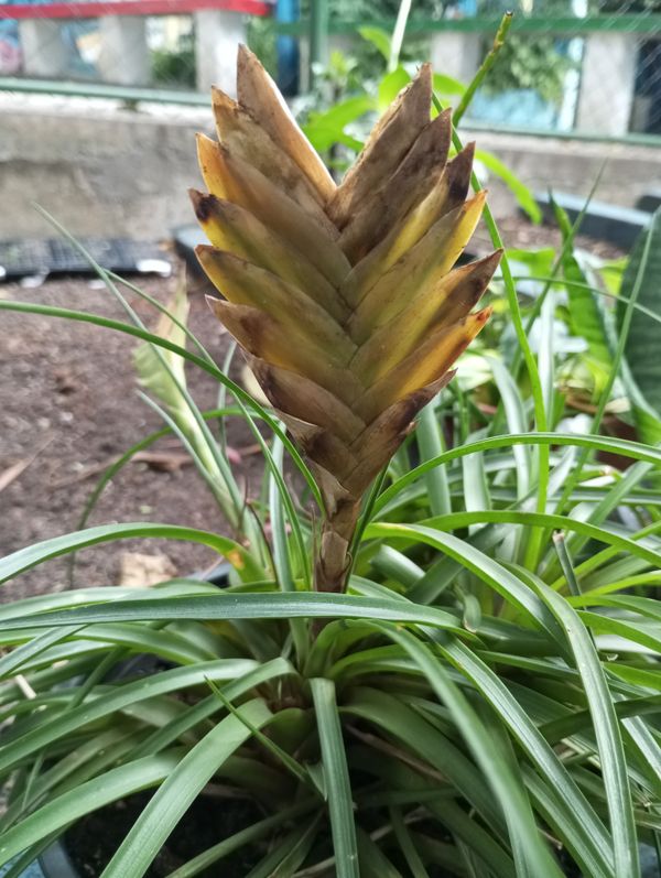 Identificação da planta Tillandsia azul por foto
