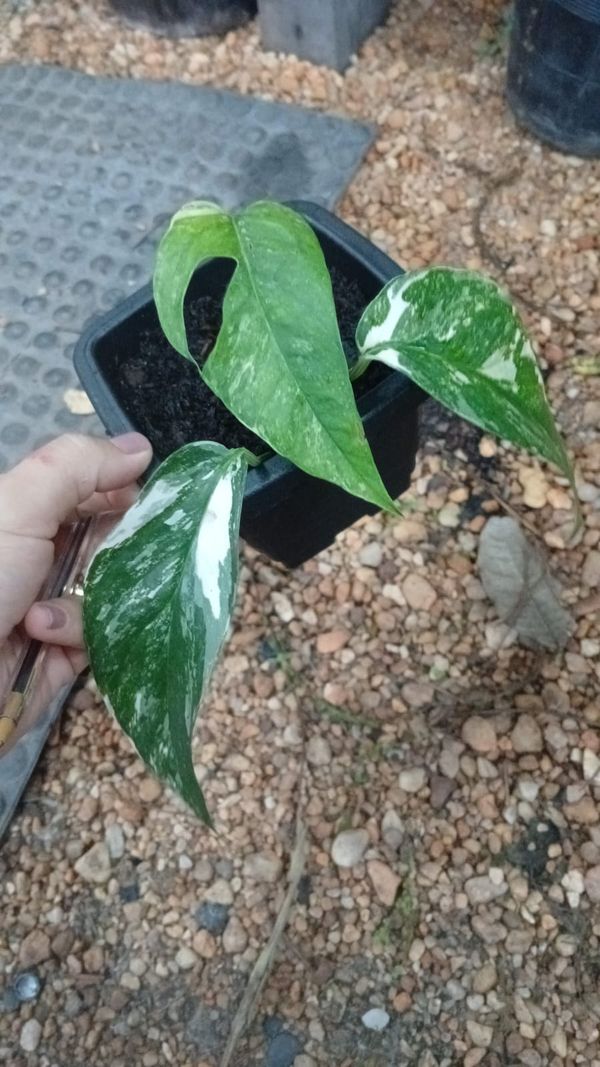 Identificação da planta Jiboia por foto