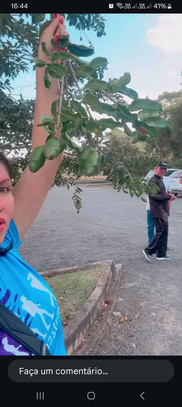 Identificação da planta Árvore-de-salsicha por foto