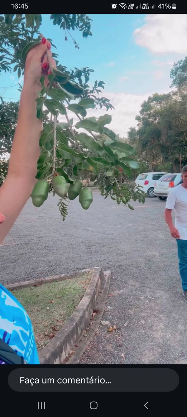 Identificação da planta Pacari por foto