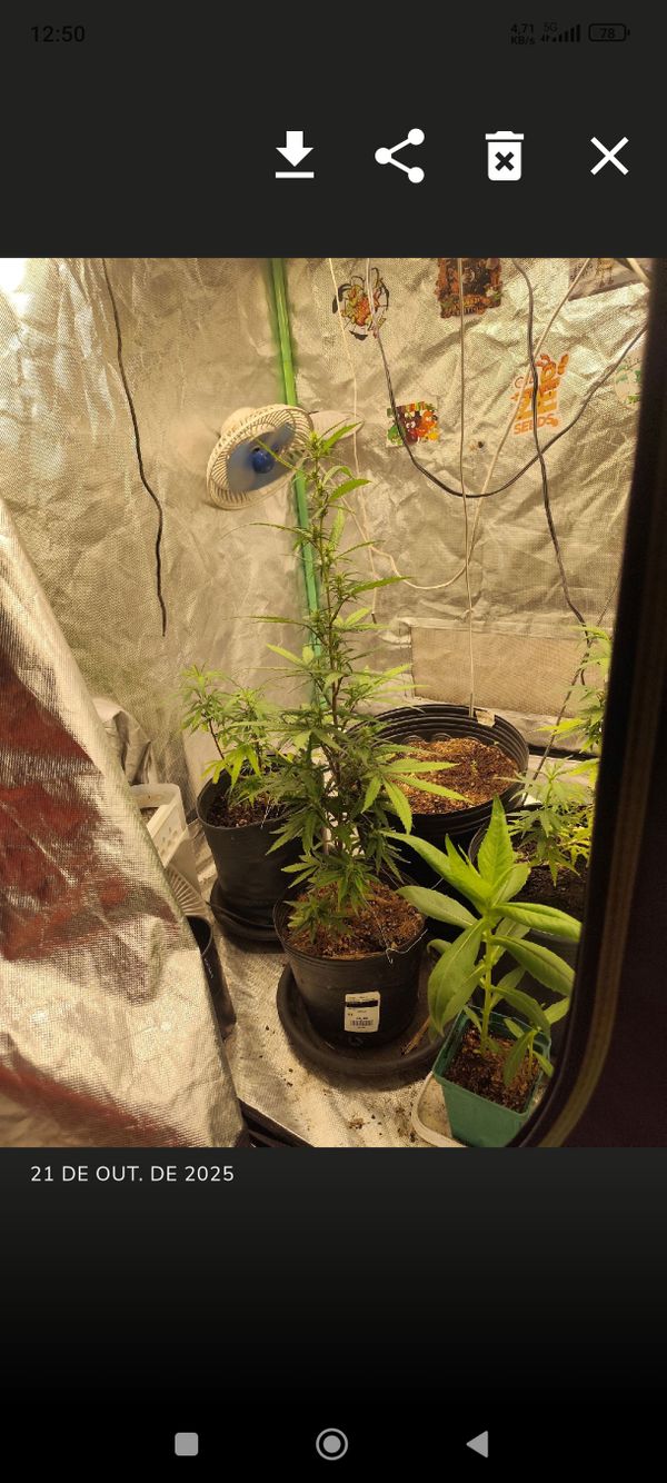 Identificação da planta Maconha por foto