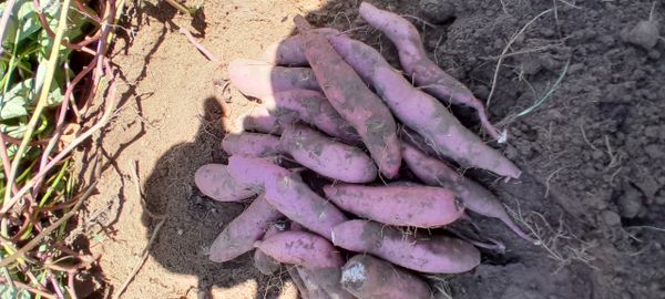 Identificação da planta Batata-doce por foto