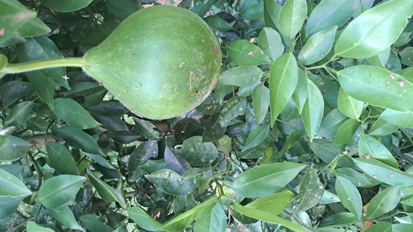 Identificação da planta Desconhecido por foto