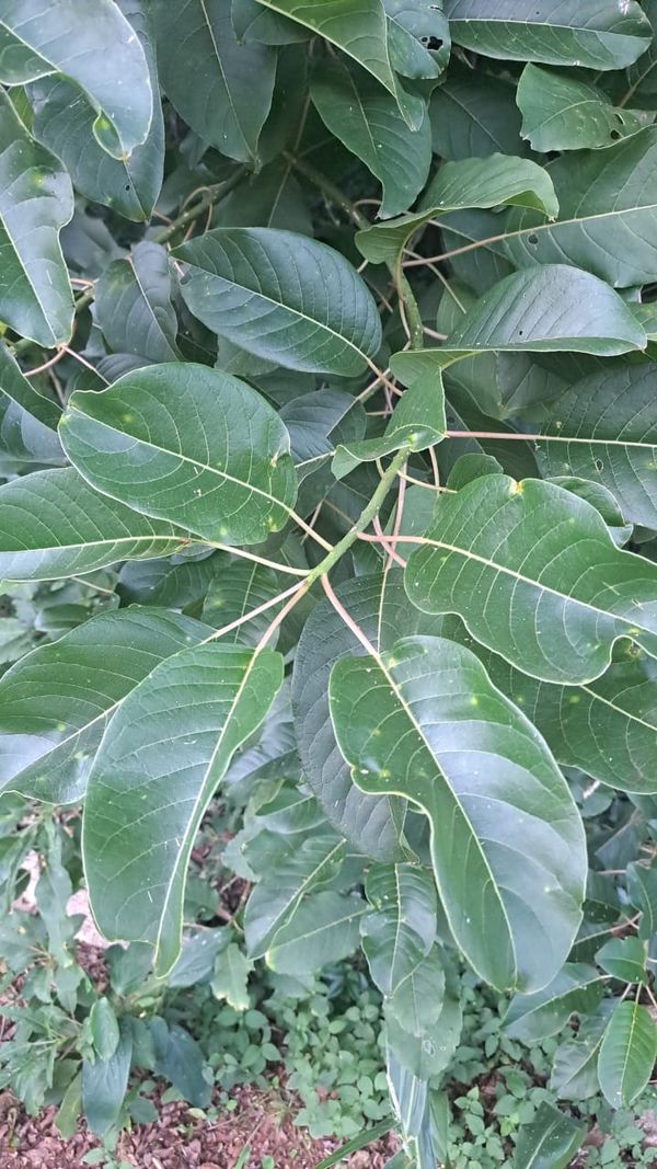 Identificação da planta Umbu por foto
