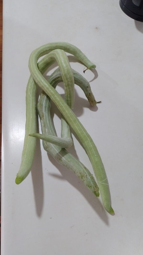 Identificação da planta Quiabo de metro por foto