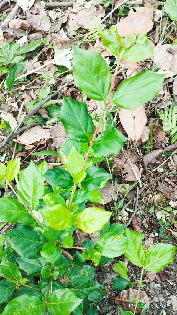 Identificação da planta Buddleia por foto