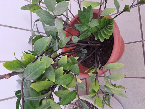 Identificação da planta Zamioculcas por foto