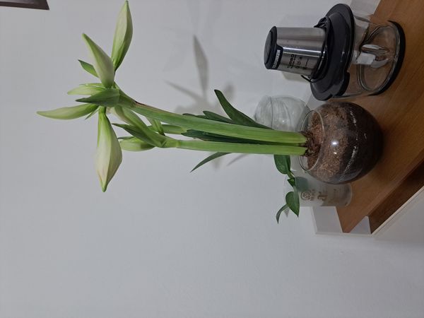 Identificação da planta Amarílis por foto
