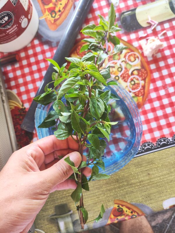 Identificação da planta Manjericão por foto