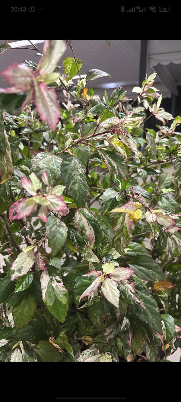 Identificação da planta Hibisco por foto