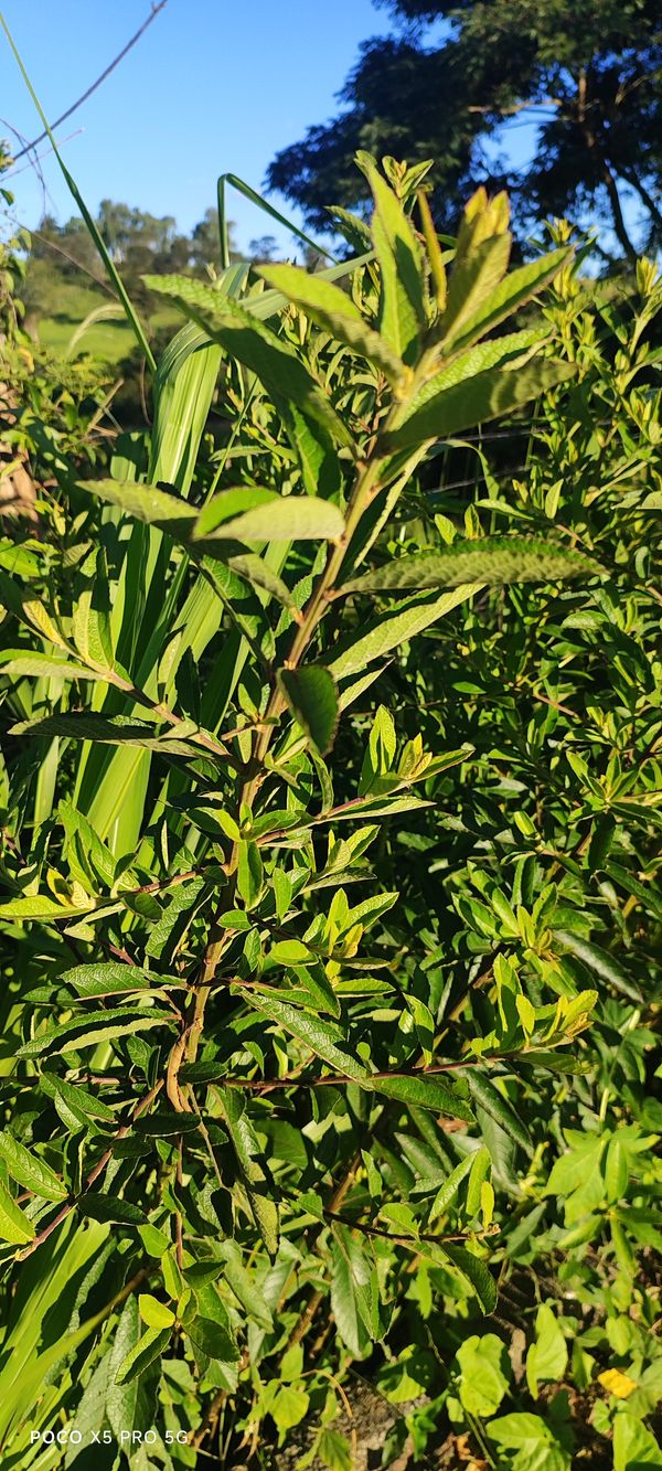 Identificação da planta Assa-peixe, língua-de-vaca, chamarrita, erva-de-mula, orelha-de-mula, mata-pasto, chamarita, chambarita, erva-de-laguna, laguneira por foto