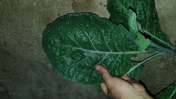 Identificação da planta Couve por foto