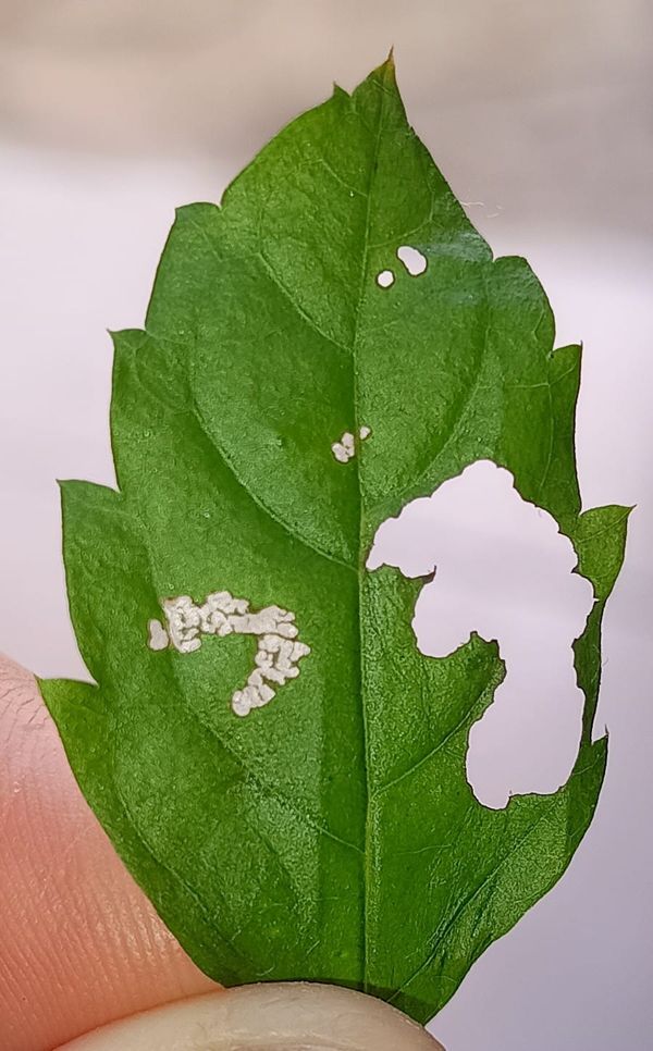 Identificação da planta Pingo-de-ouro por foto