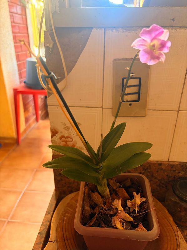 Identificação da planta Orquídea por foto
