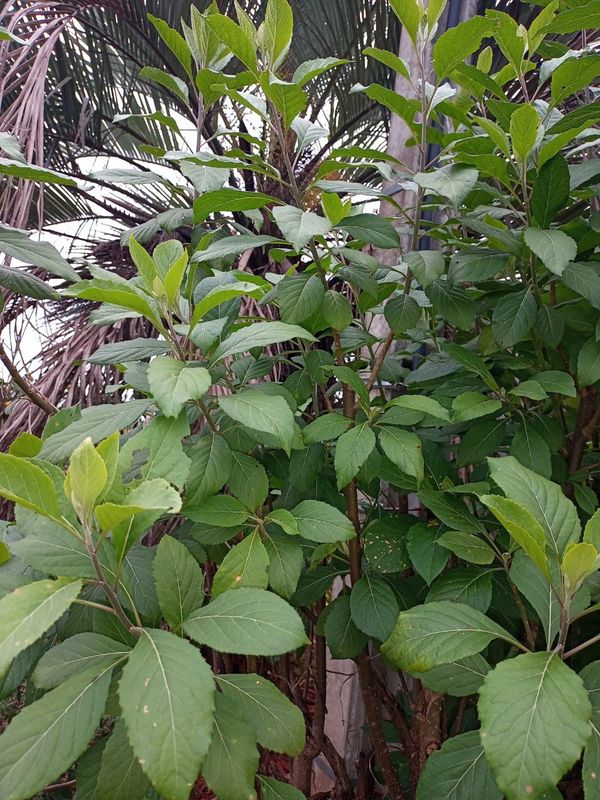 Identificação da planta BOLDO DO CHILE por foto