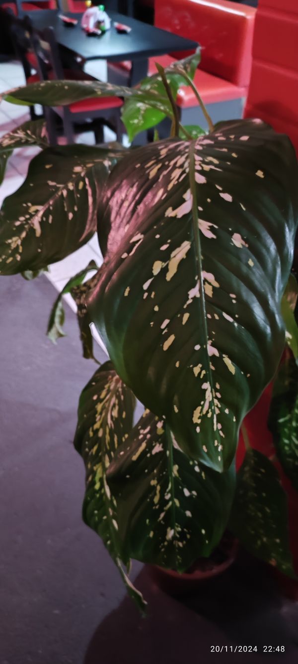 Identificação da planta Comigo-ninguém-pode por foto