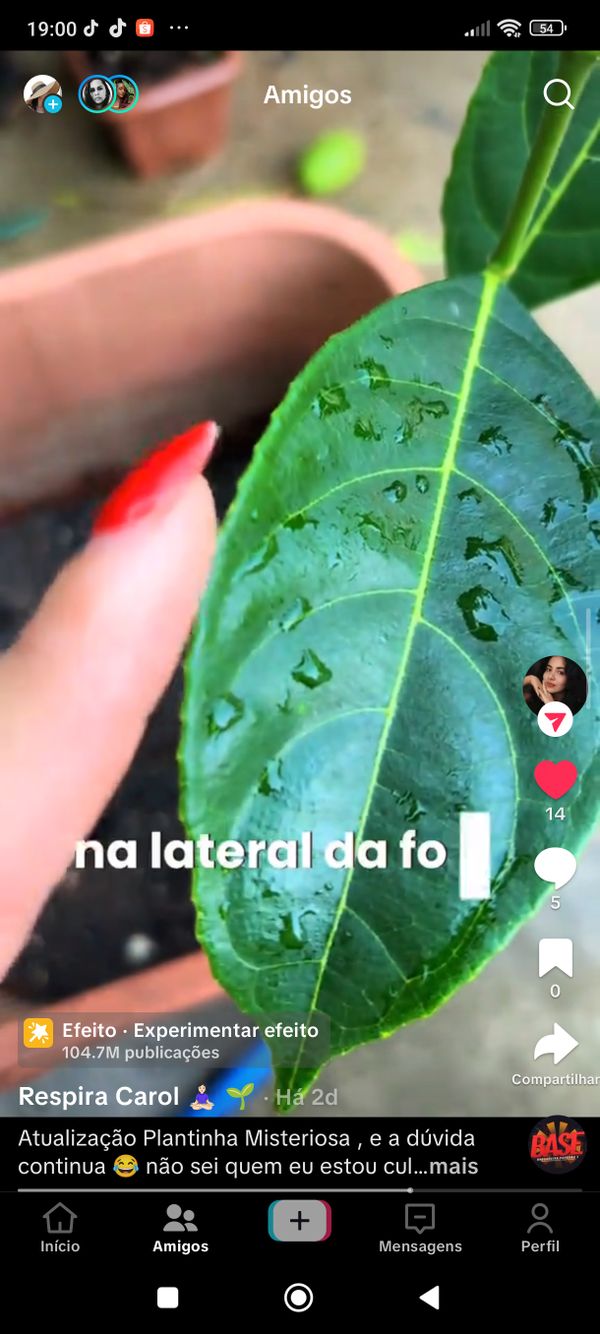 Identificação da planta Jaca por foto