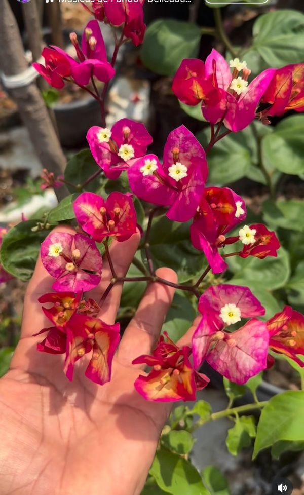 Identificação da planta Primavera por foto