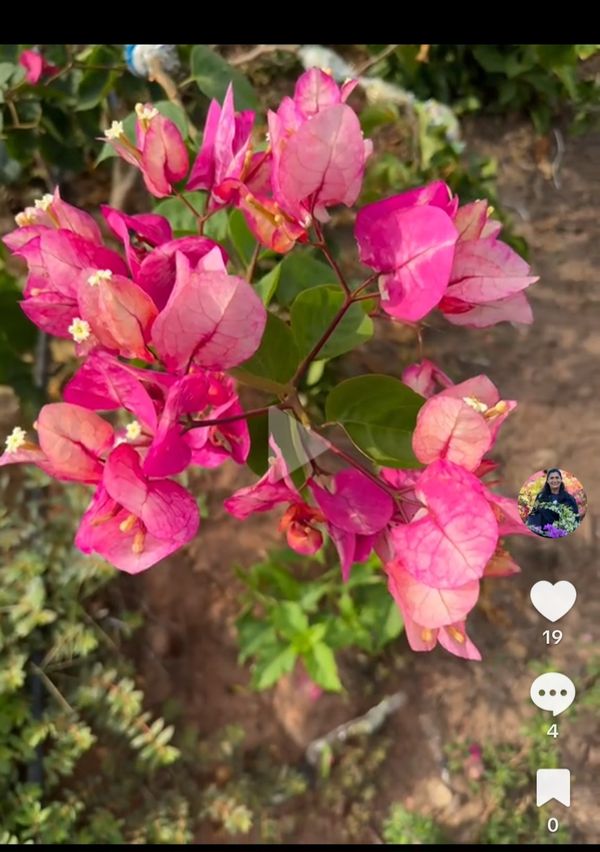 Identificação da planta Primavera por foto