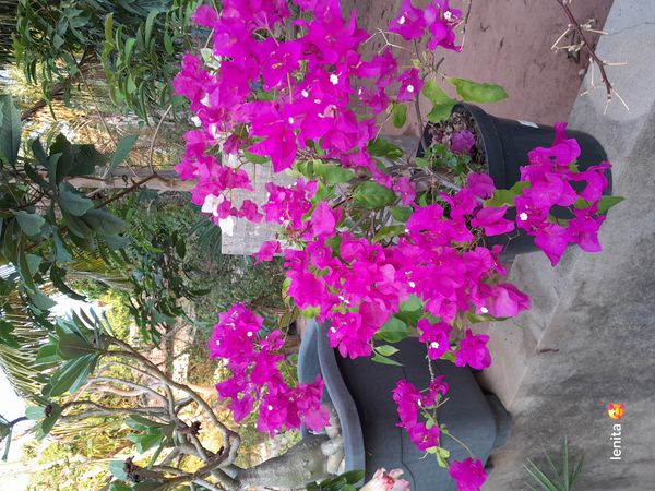 Identificação da planta Primavera por foto