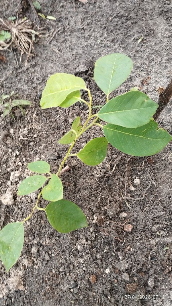 Identificação da planta Atemóia por foto