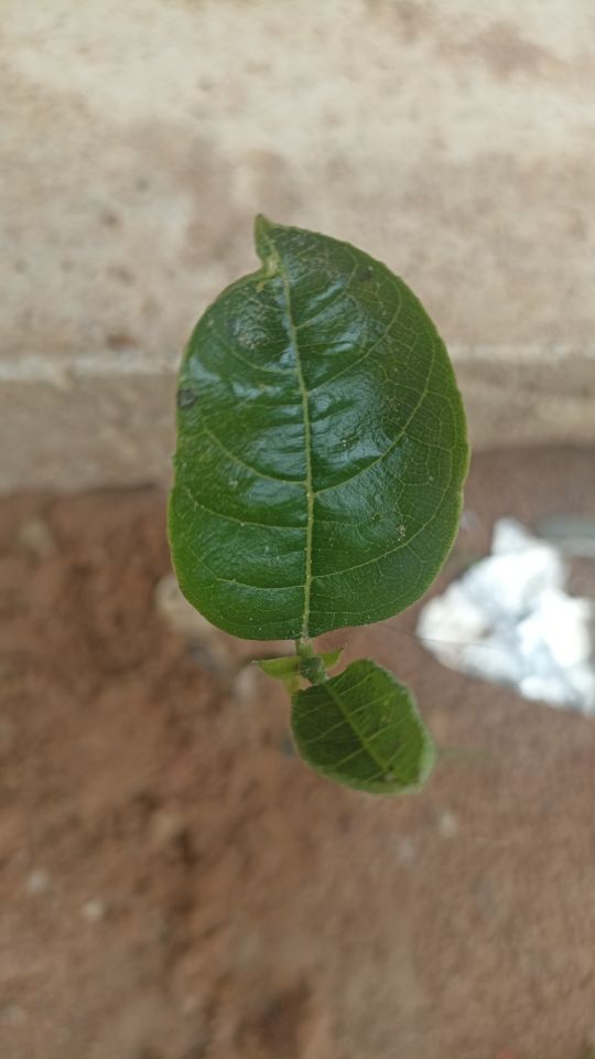 Identificação da planta Jaca por foto
