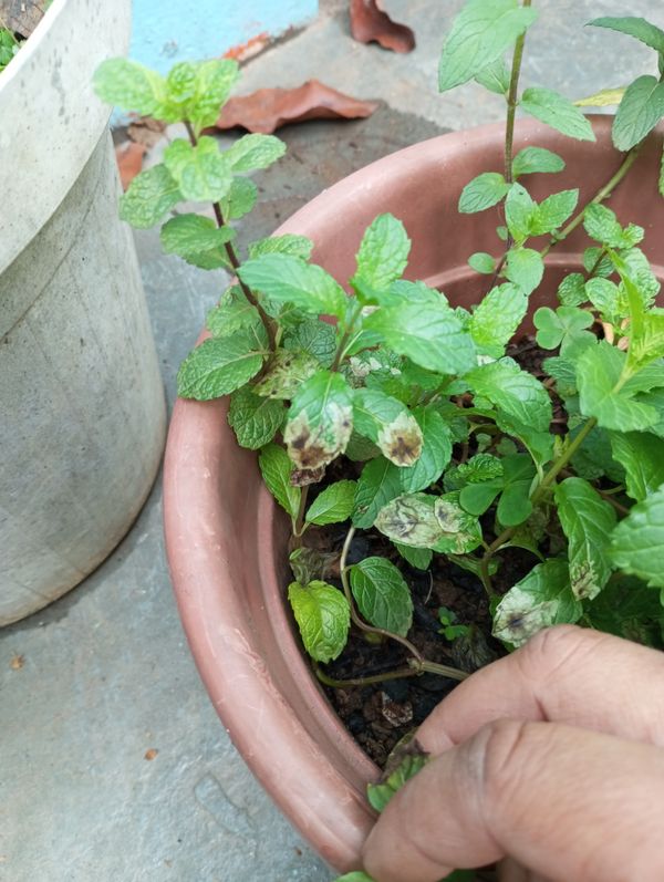 Identificação da planta Hortelã pimenta por foto